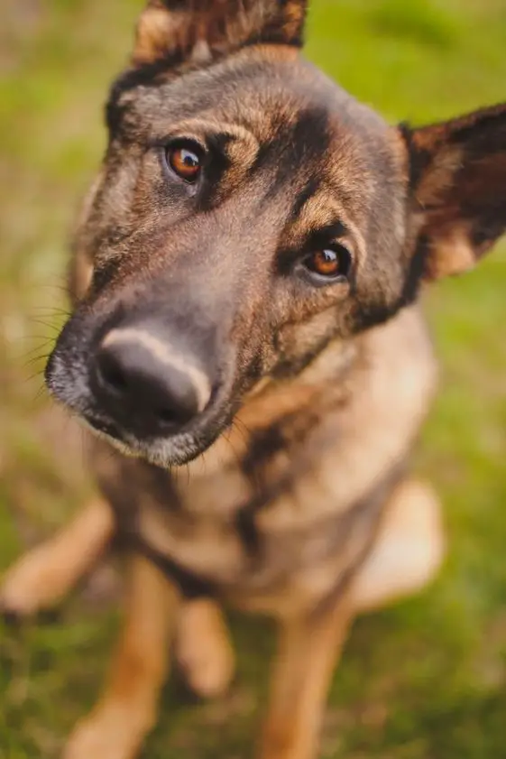 20 Cute Pictures Of German Shepherds Begging For Food | Page 5 of 5 ...