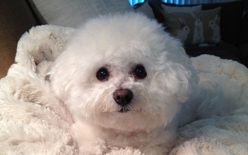 teddy bear face bichon