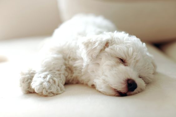 22 Cute Sleeping Positions of Bichon Frises - The Paws