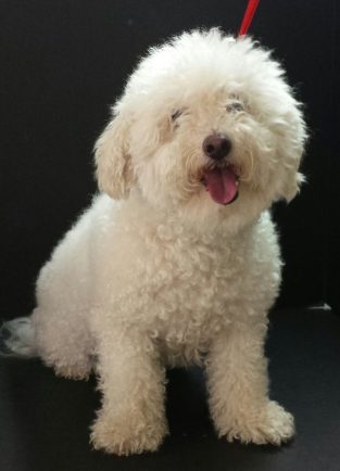 32 Bichon Frises Mixed With Poodle | The Paws