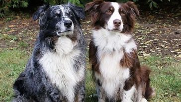 30 Poodles Mixed With Border Collie The Paws