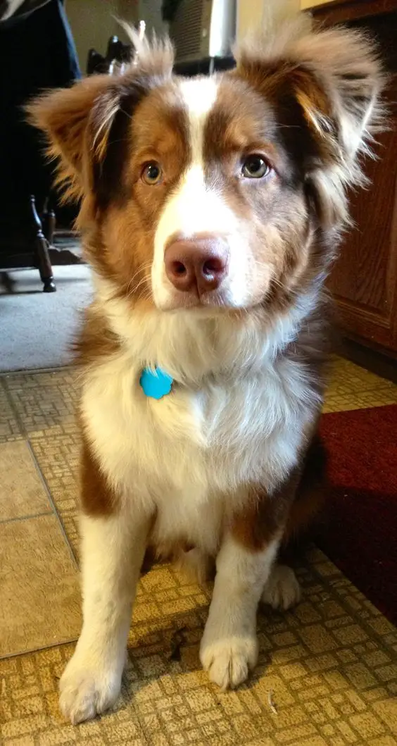 Lydighed prins Sprout 17 Australian Shepherds Mixed With Border Collie - The Paws