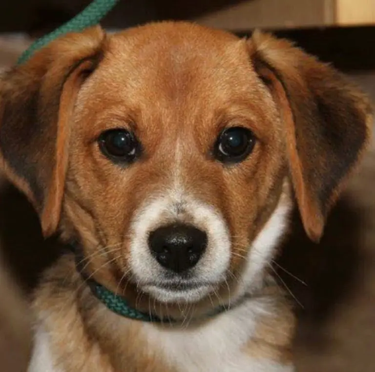 25 Beagles Mixed With Border Collie | The Paws