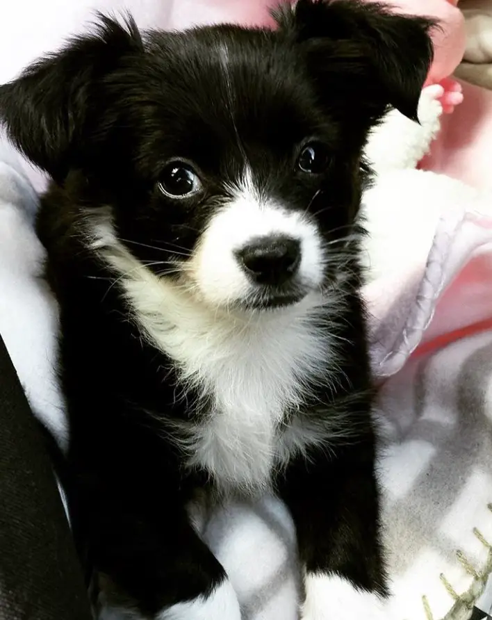 border collie chihuahua mix puppies