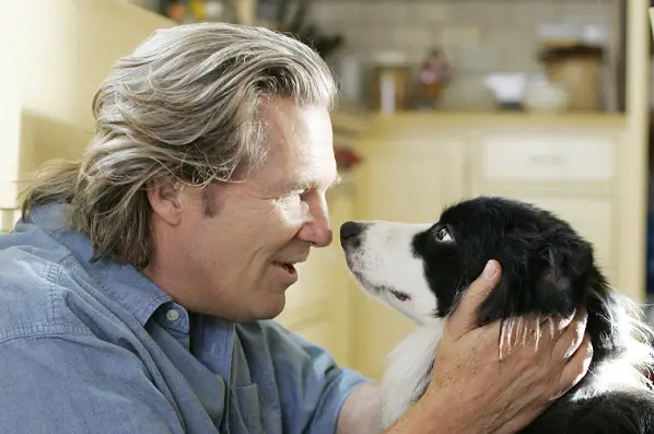 what are border collies known for