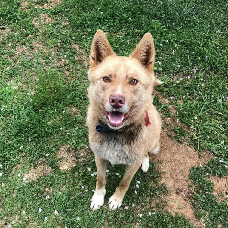 17 Huskies Mixed With Border Collie | The Paws