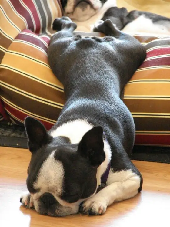 sleeping boston terrier