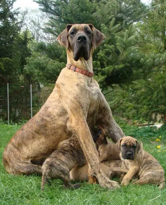 29 Amazing Pictures Of Brindle Great Danes | Page 2 Of 6 | The Paws