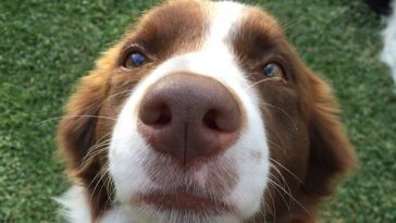 The 23 Cutest Pictures Of Short Haired Border Collies The Paws