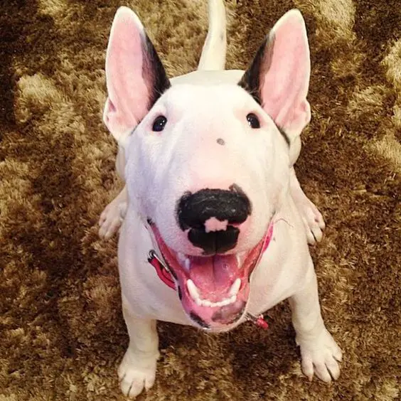 happy English Bull Terrier sitting on the floor