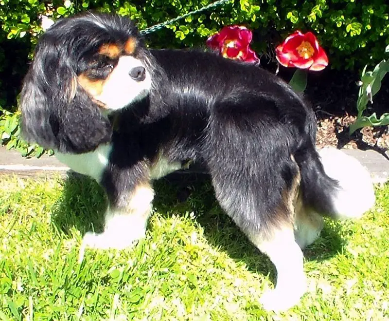 10 Best Cavalier King Charles Spaniel Haircuts The Paws