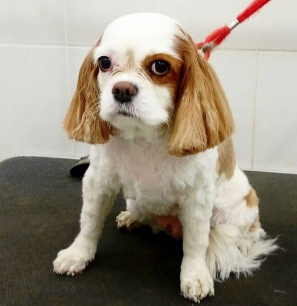 10 Best Cavalier King Charles Spaniel Haircuts | Page 2 of 4 | The Paws