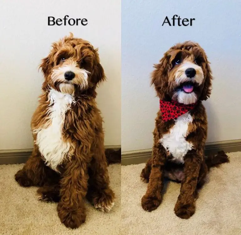 Best Cockapoo Haircut Pictures The Paws