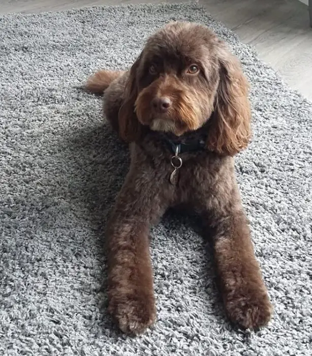 27 Best Cockapoo Haircut Pictures The Paws