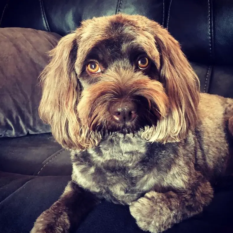 27 Best Cockapoo Haircut Pictures Page 3 The Paws