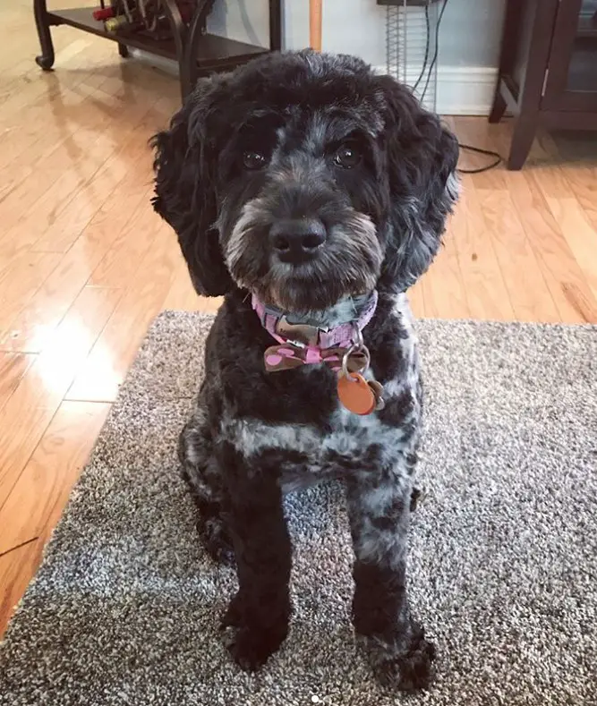 black cockapoo teddy bear