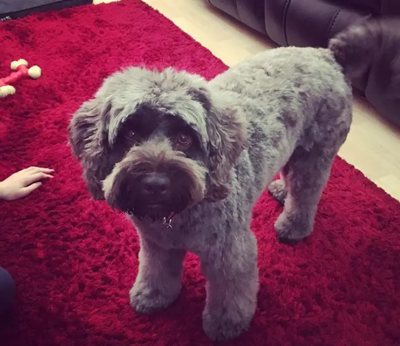 27 Best Cockapoo Haircut Pictures The Paws