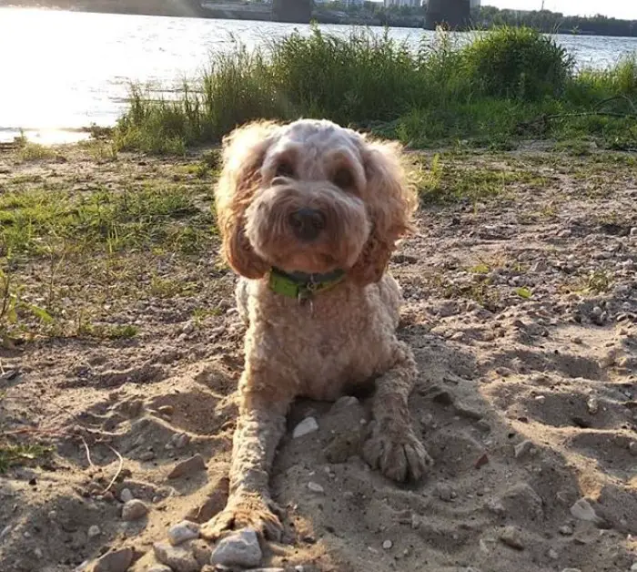 cockapoo teddy