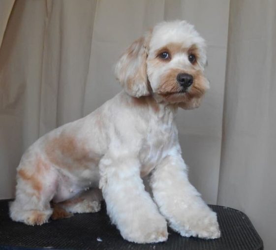 teddy bear cockapoo lamb cut