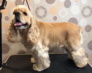 20 Best Cocker Spaniel Haircuts for Your Puppy | The Paws