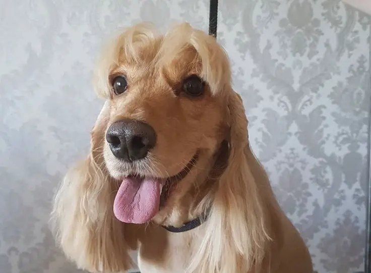 20 Best Cocker Spaniel Haircuts For Your Puppy Page 4 The Paws