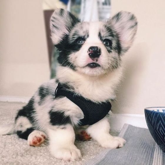 27 Welsh Corgis Mixed With Poodle 