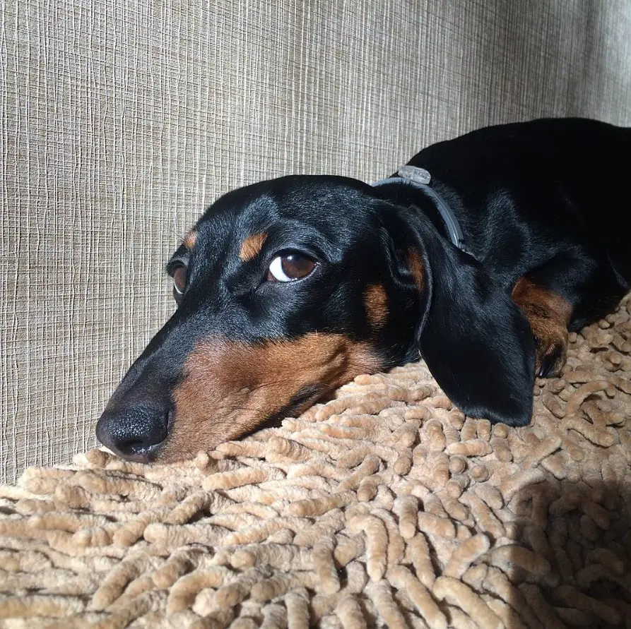 18 Reasons to Choose a Dachshund - The Paws