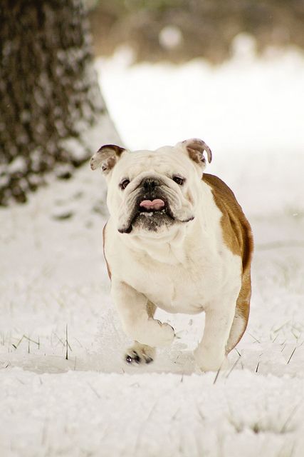 20 English Bulldogs That Will Happily Go On A Run - The Paws