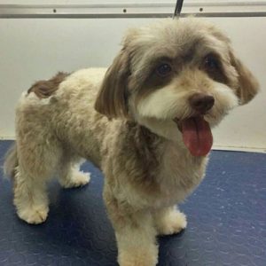 10 Best Havanese Haircuts for Your Puppy