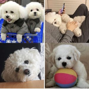 collage of bichon frise