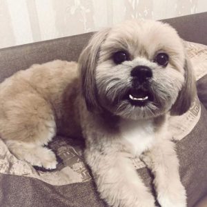 18 Best Lhasa Apso Haircuts for Dog Lovers