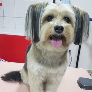 20 Best Morkie Haircuts for Dog Lovers