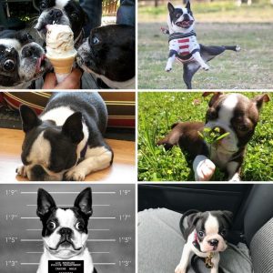 Reasons Why You Should Never Own Boston Terriers