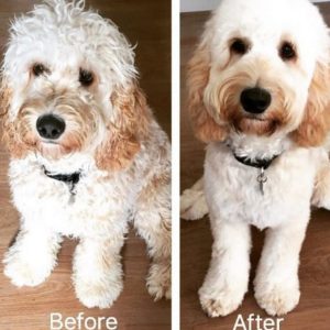 best cockapoo haircut