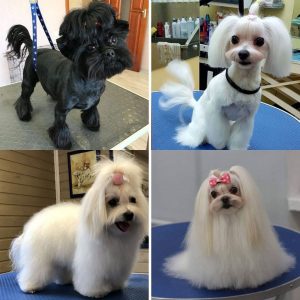 30 Best Maltese Haircuts for Dog Lovers