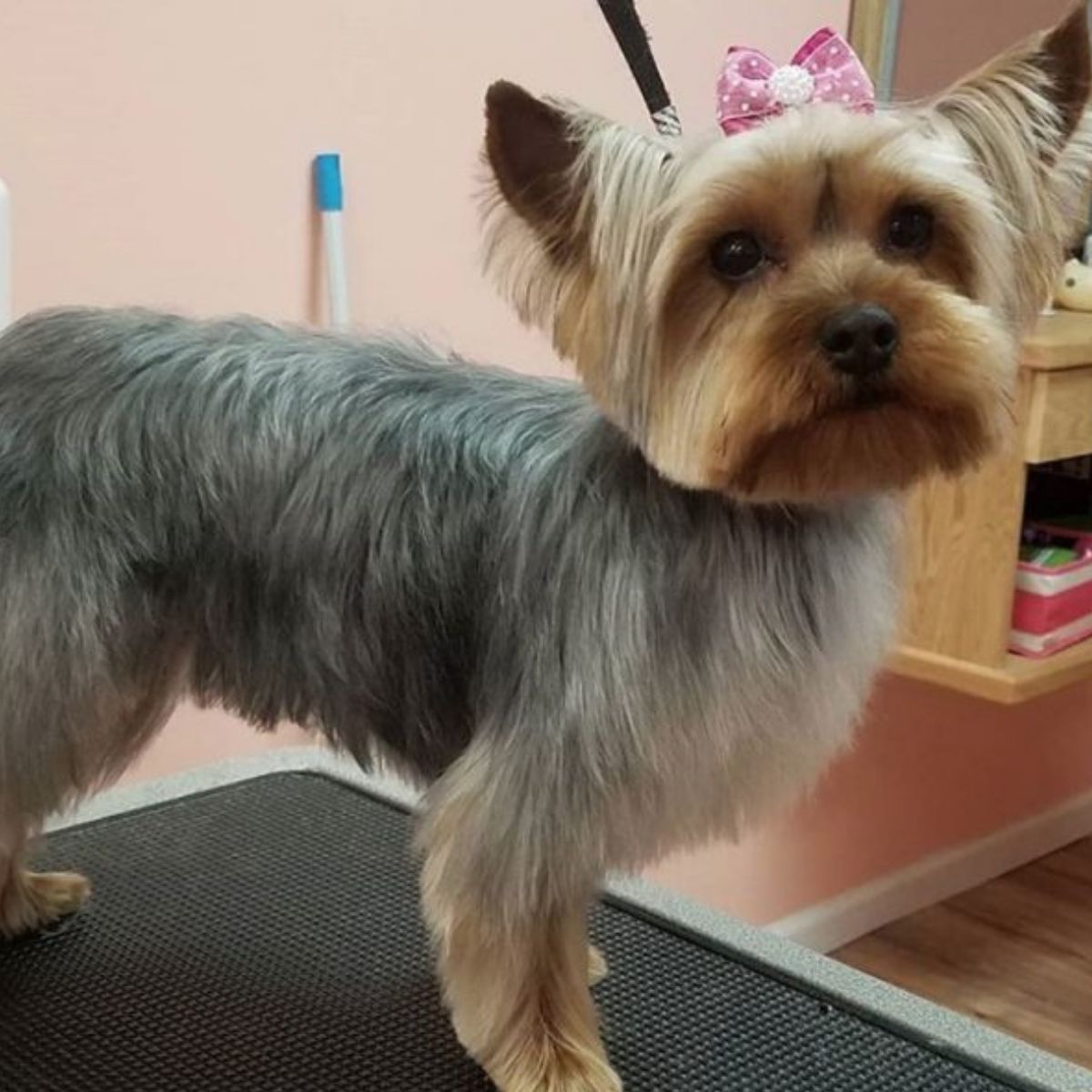 Featured 59 Best Yorkie Haircuts For Males And Females 
