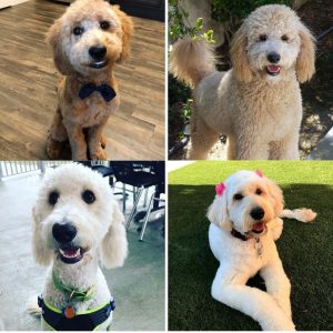 collage photo of golden doodle haircut