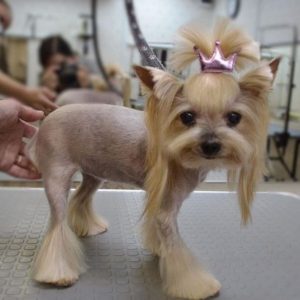 Best Yorkie Haircuts for Females (20 Pictures)