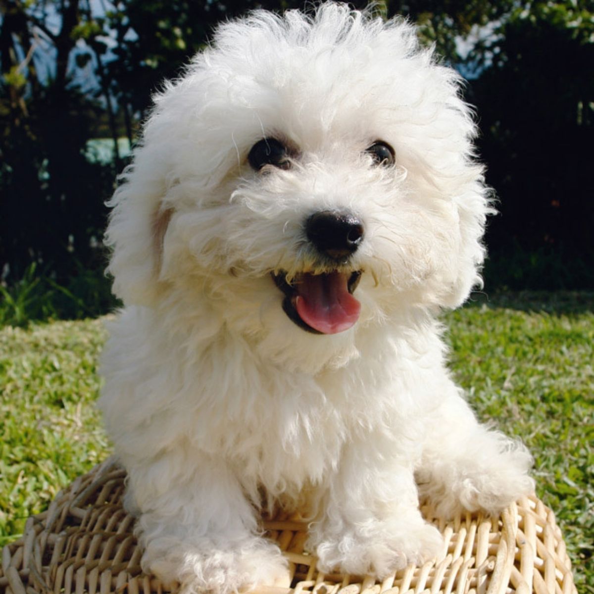 32 Bichon Frises Mixed With Poodle - The Paws