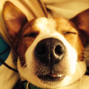 The 43 Funniest Jack Russells Sleeping Positions