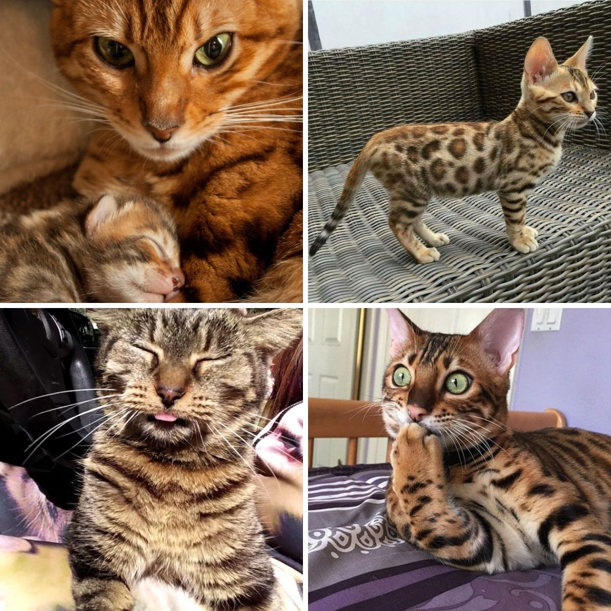 15 Reasons Why You Should Never Own Bengal Cats - The Paws