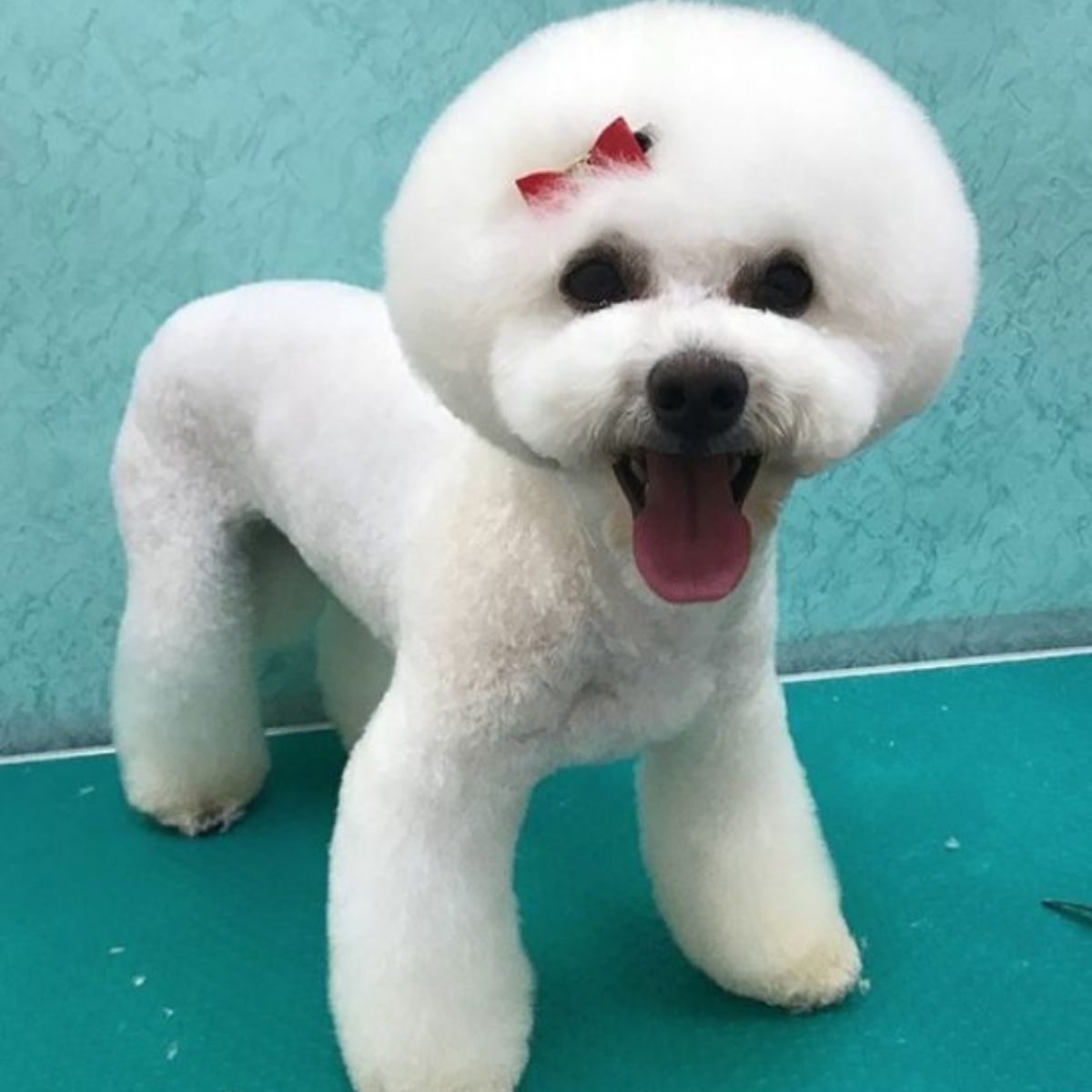 Featured Bichon Frise Haircut Puppy 