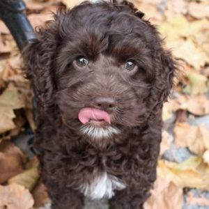 30 Cocker Spaniels Mixed With Poodle