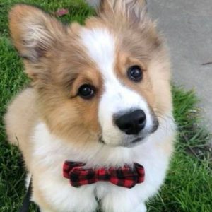 21 Things All Corgi Owners Must Never Forget