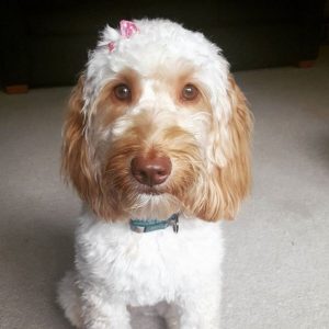 25 Best Labradoodle Haircuts for Dog Lovers