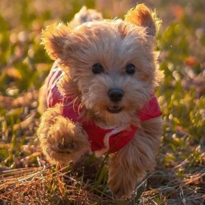 running maltipoo