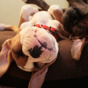 30 Boxer Dogs Sleeping In Totally Ridiculous Positions