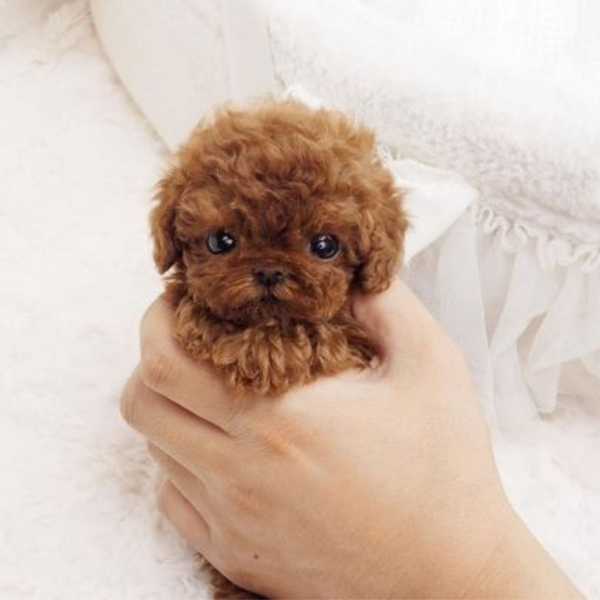 how much is a teacup poodle