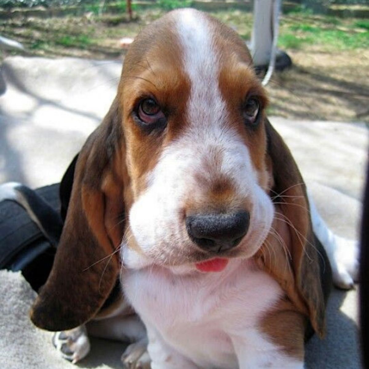 14 Reasons Basset Hounds Are Not The Friendly Dogs Everyone Says They ...