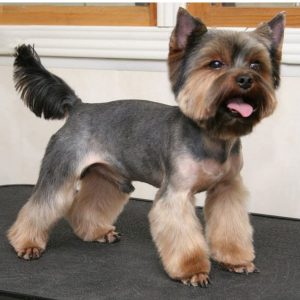 24 Best Yorkie Hairstyles for Males (Yorkshire Terrier Haircuts)